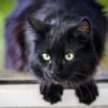 黒い猫は不吉じゃない!ジンクスを打ち破る5つの理由と真実